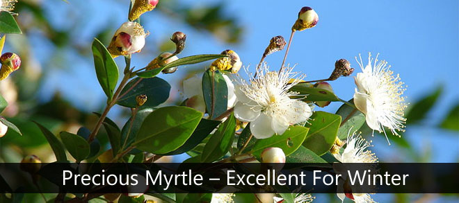 Precious Myrtle – Excellent For Winter