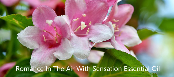 Romance In The Air With Sensation Essential Oil