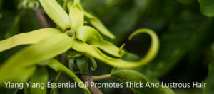 Ylang Ylang Essential Oil Promotes Thick And Lustrous Hair