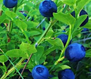 Tasty Oatmeal Porridge With Blueberries and Nuts For One